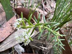 Platysace ericoides (Sieb. ex DC.) C. Norman resmi