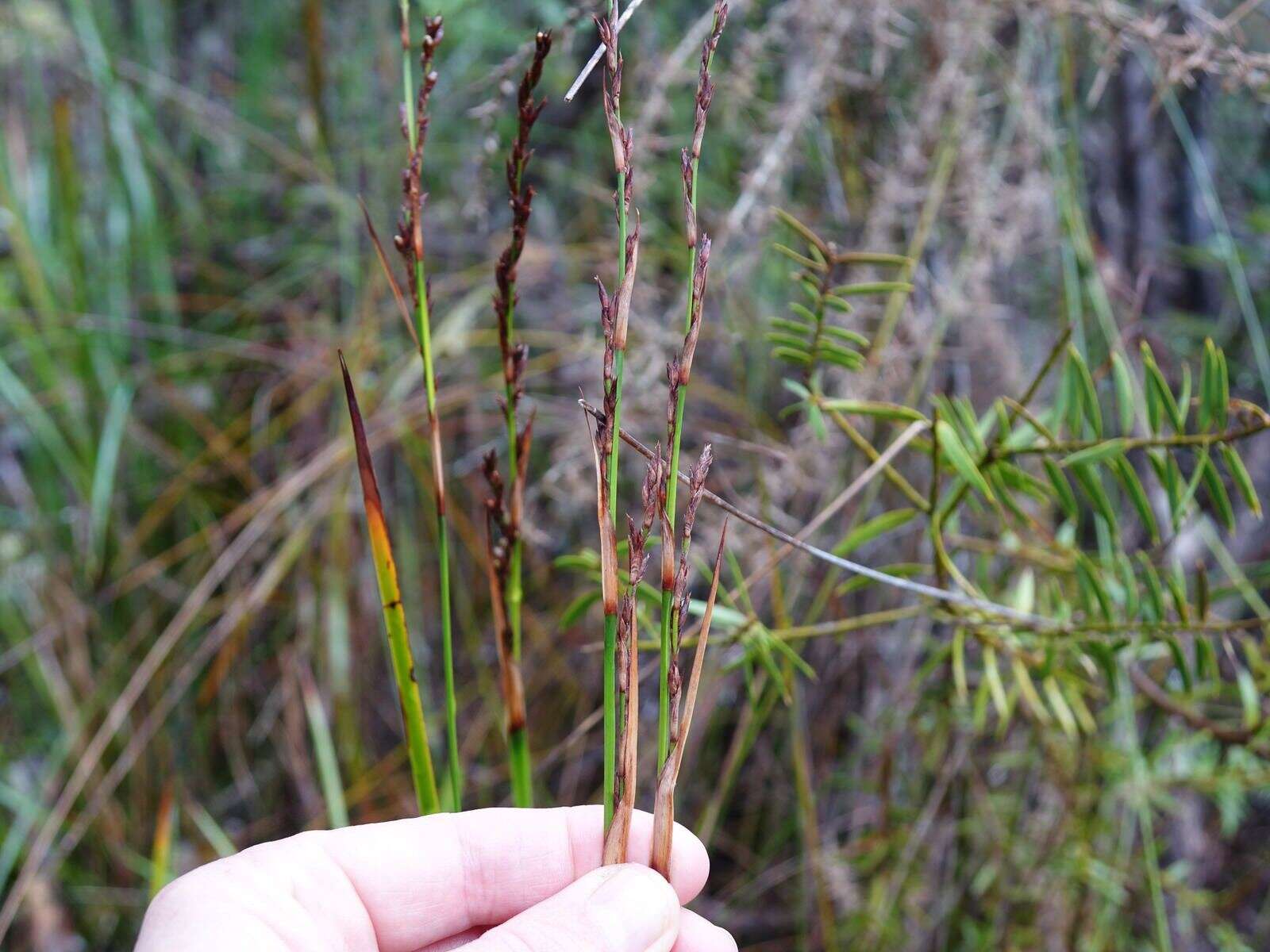 Image of Lepidosperma laterale R. Br.