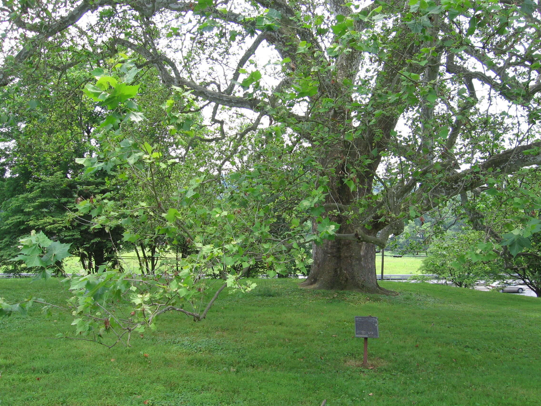 Image of American sycamore