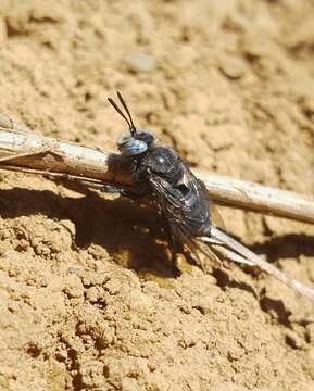 Слика од Isepeolus septemnotatus (Spinola 1851)