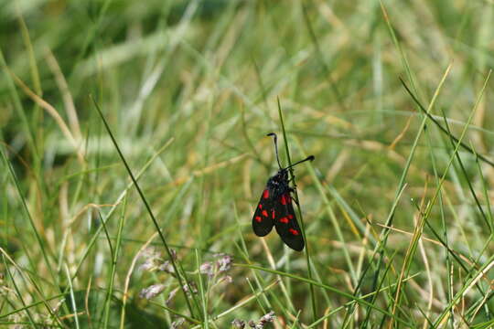 Image of Zygaena trifolii Esper 1783