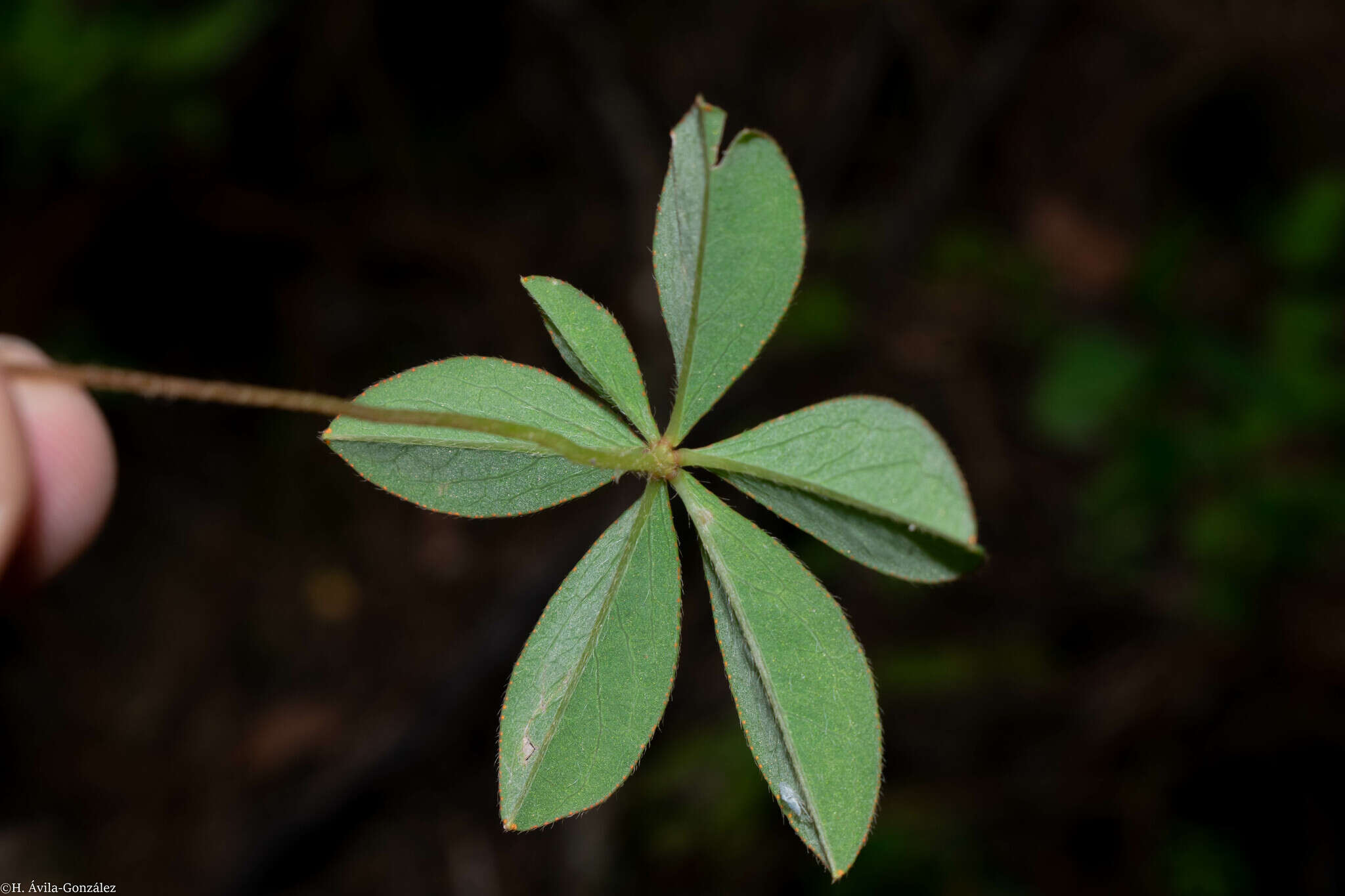 Sivun Oxalis hernandesii kuva