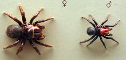 Image of Red-headed Mouse Spider