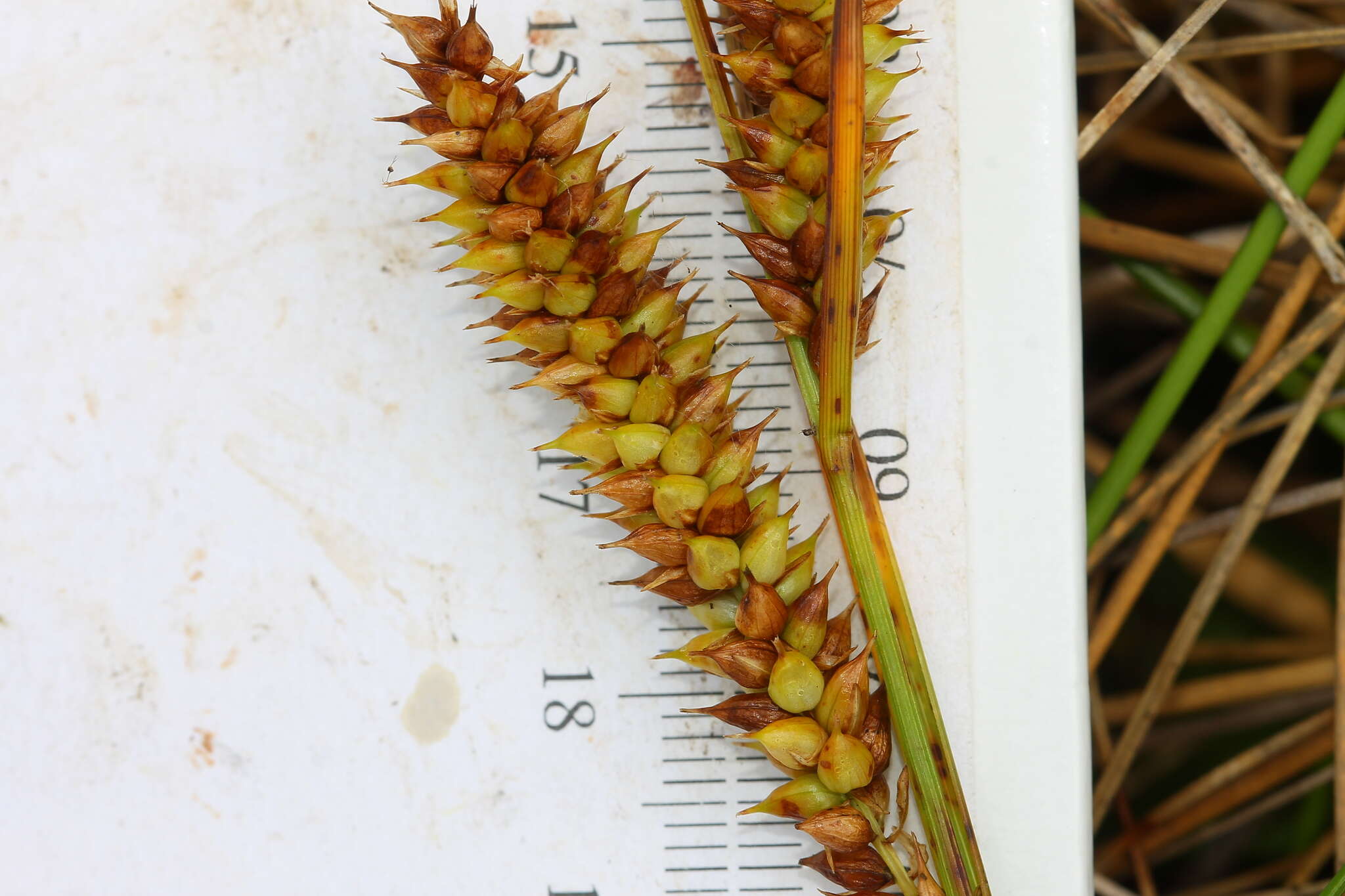 Image of beaked sedge