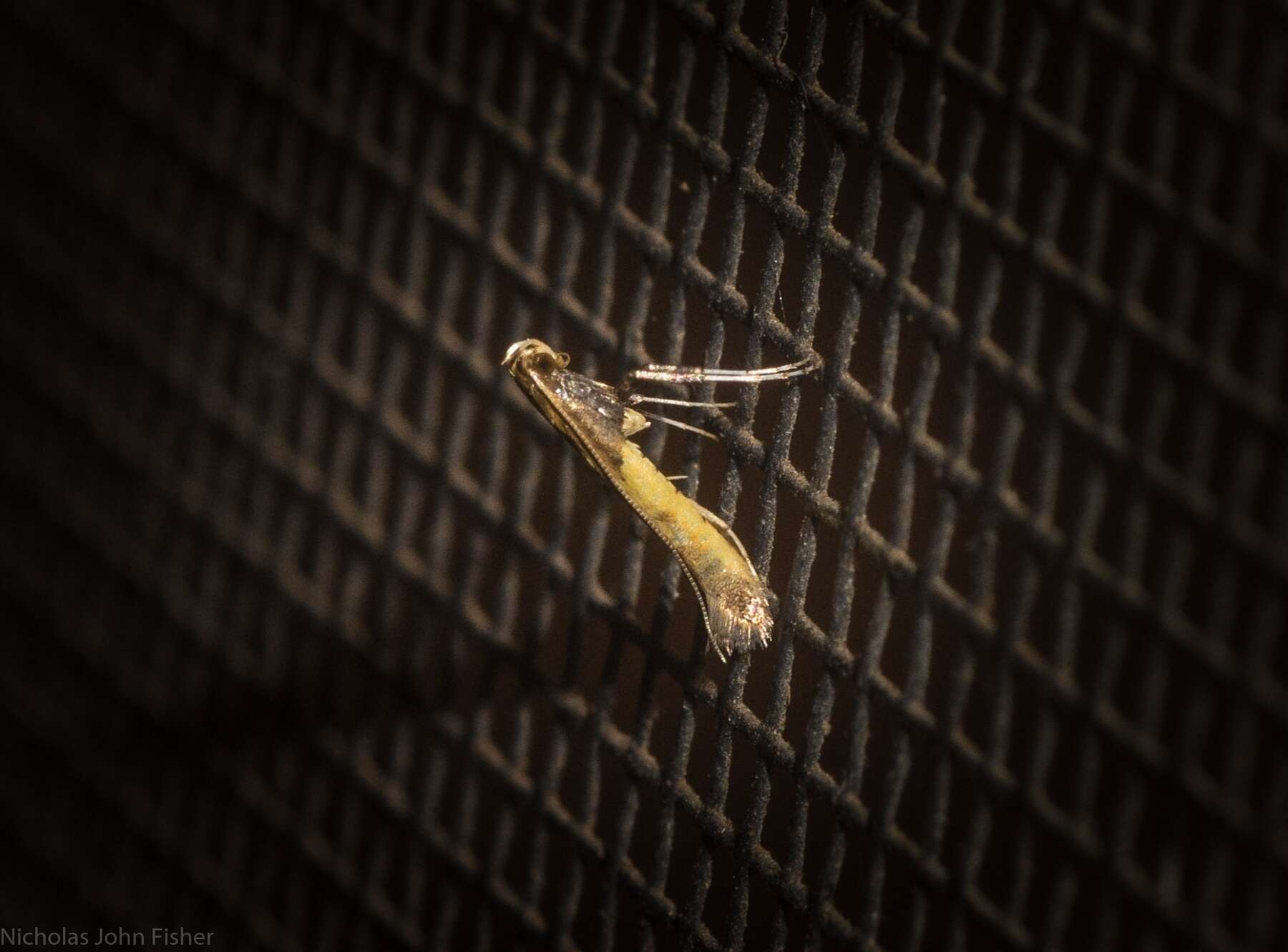 Image of Azalea leafminer