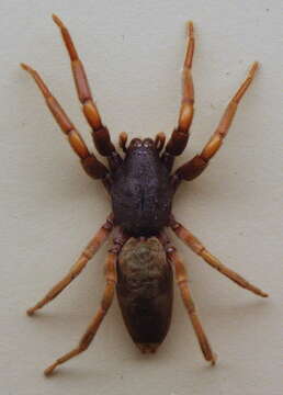 Image of White-tailed spider