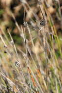 Image of Mesomelaena pseudostygia (Kük.) K. L. Wilson