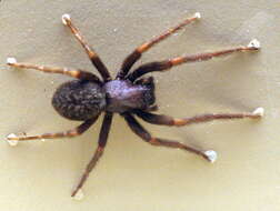 Image of Black house spider