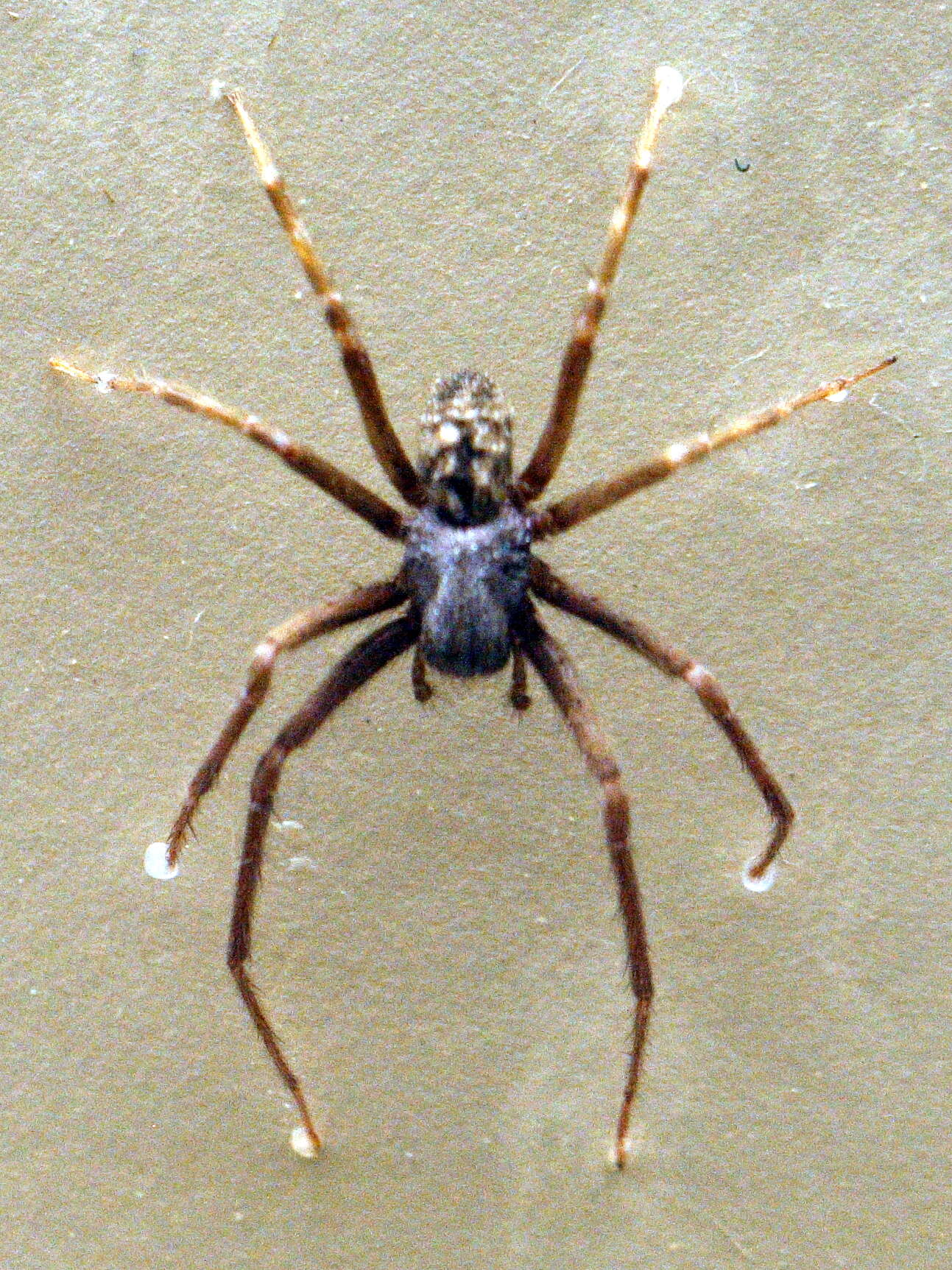 Image of Black house spider