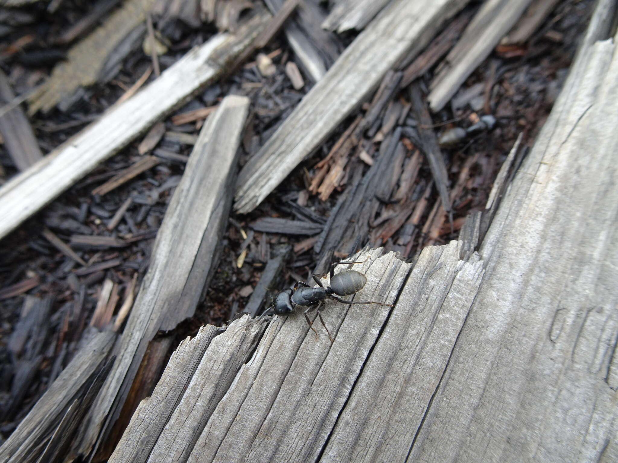 Image of Camponotus saxatilis Ruzsky 1895