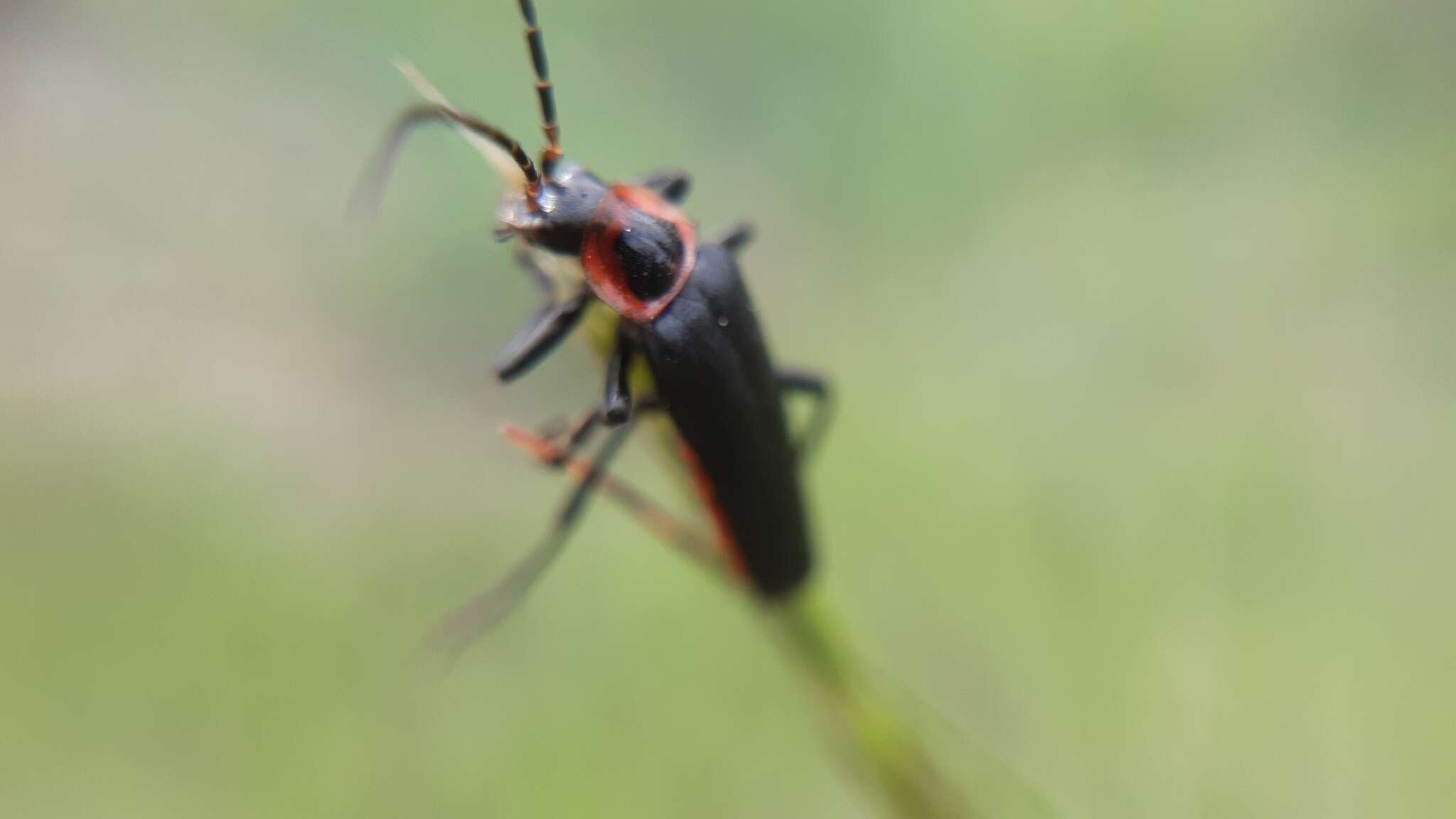 Image of <i>Cantharis marginiventris</i>