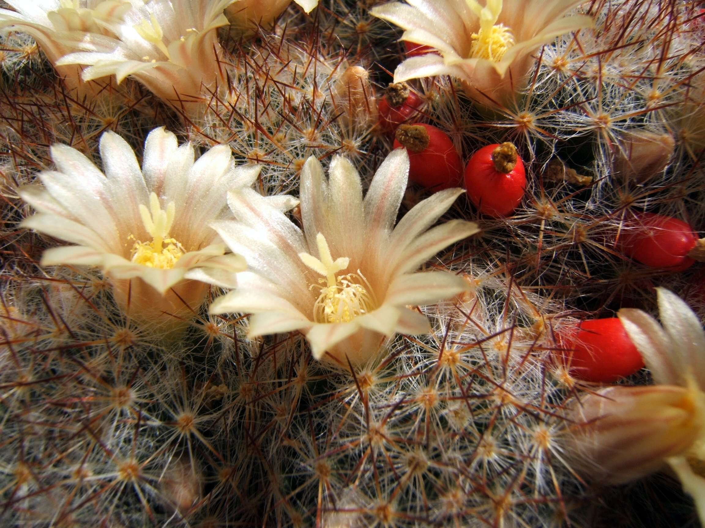 Image de Mammillaria prolifera (Mill.) Haw.