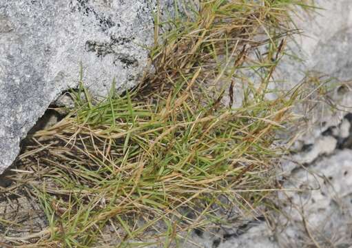 Plancia ëd Zoysia matrella (L.) Merr.