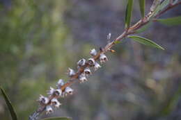 صورة Callistemon flavovirens (Cheel) Cheel