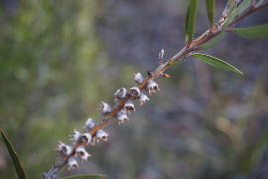 صورة Callistemon flavovirens (Cheel) Cheel