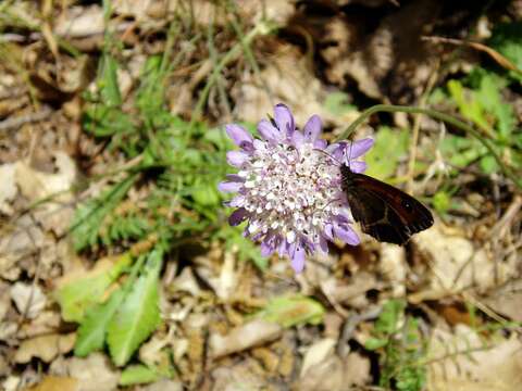 Image of Mediterranean sweet scabious