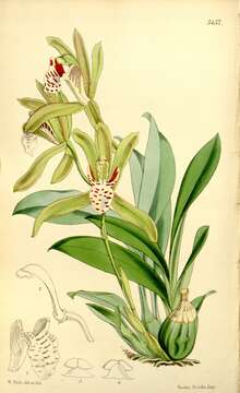 Image of Tiger-striped Cymbidium