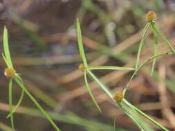 Слика од Cyperus melanospermus (Nees) Valck. Sur.