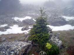 Image of Spanish Fir