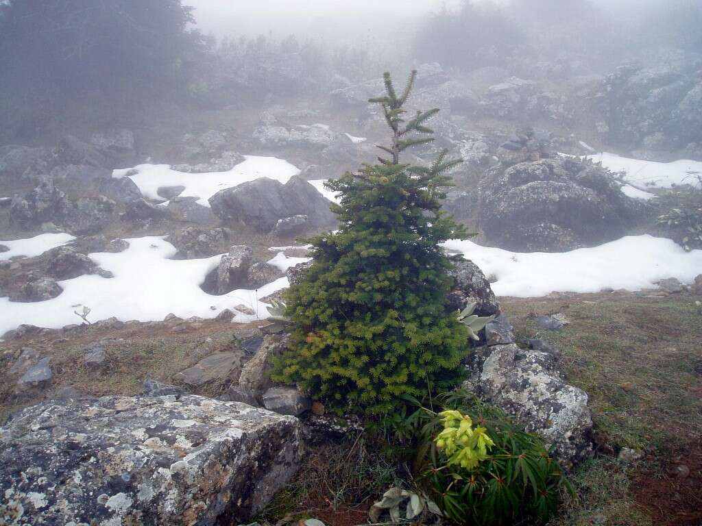 Image of Spanish Fir