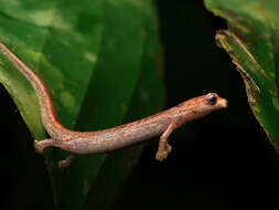 Image of La Loma Salamander