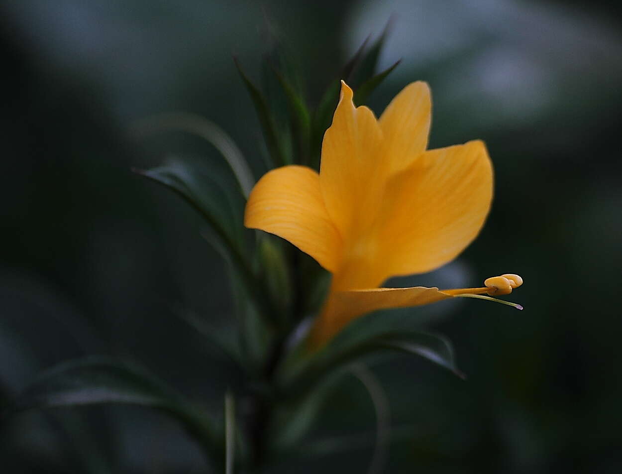 Image of porcupine flower