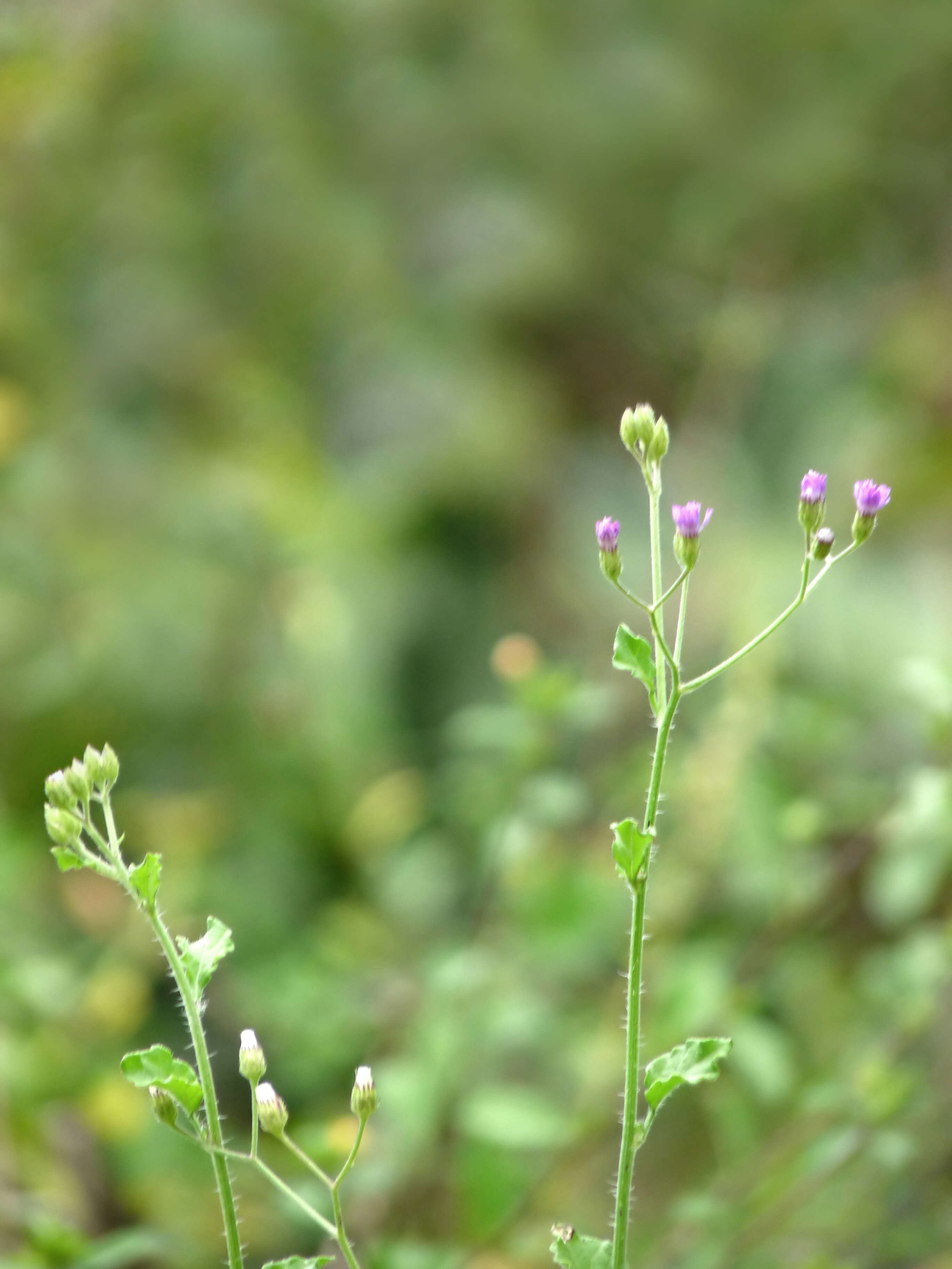 Image of ironweed