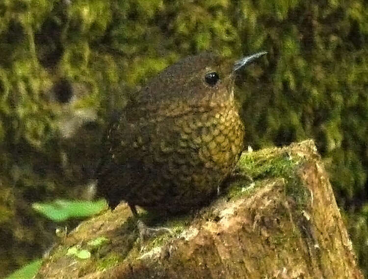 Image of Pygmy Cupwing