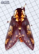 Image of Citheronia phoronea (Cramer 1779)