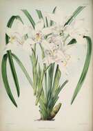 Image of Ivory-colored Cymbidium