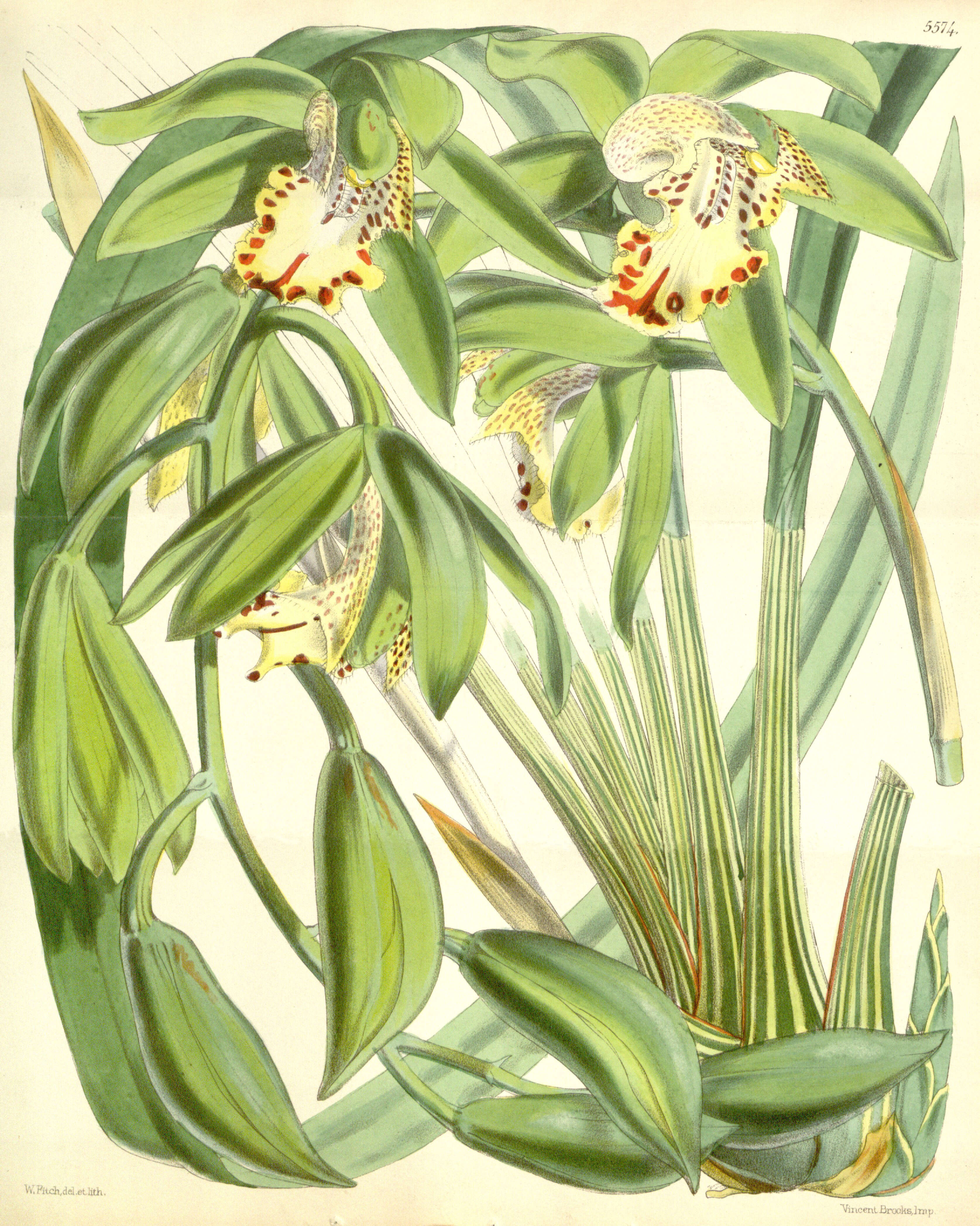 Image of Cymbidium hookerianum Rchb. fil.