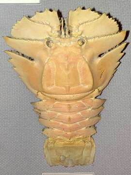 Image of Japanese Fan Lobster