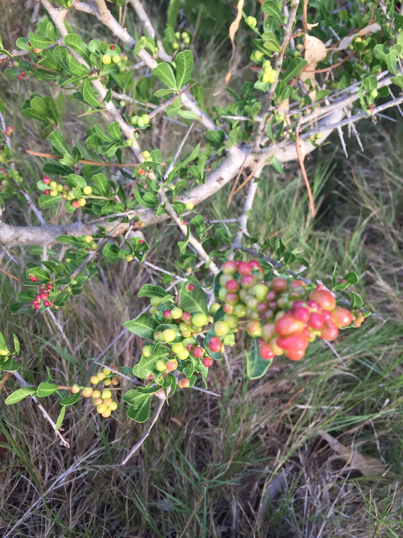 Image of Schinus engleri F. A. Barkley