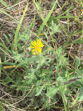 Image of hairy false goldenaster