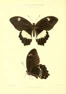 Image of Papilio woodfordi Godman & Salvin 1888