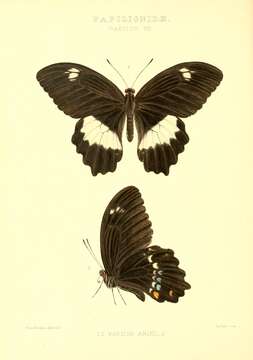 Image de Papilio woodfordi Godman & Salvin 1888