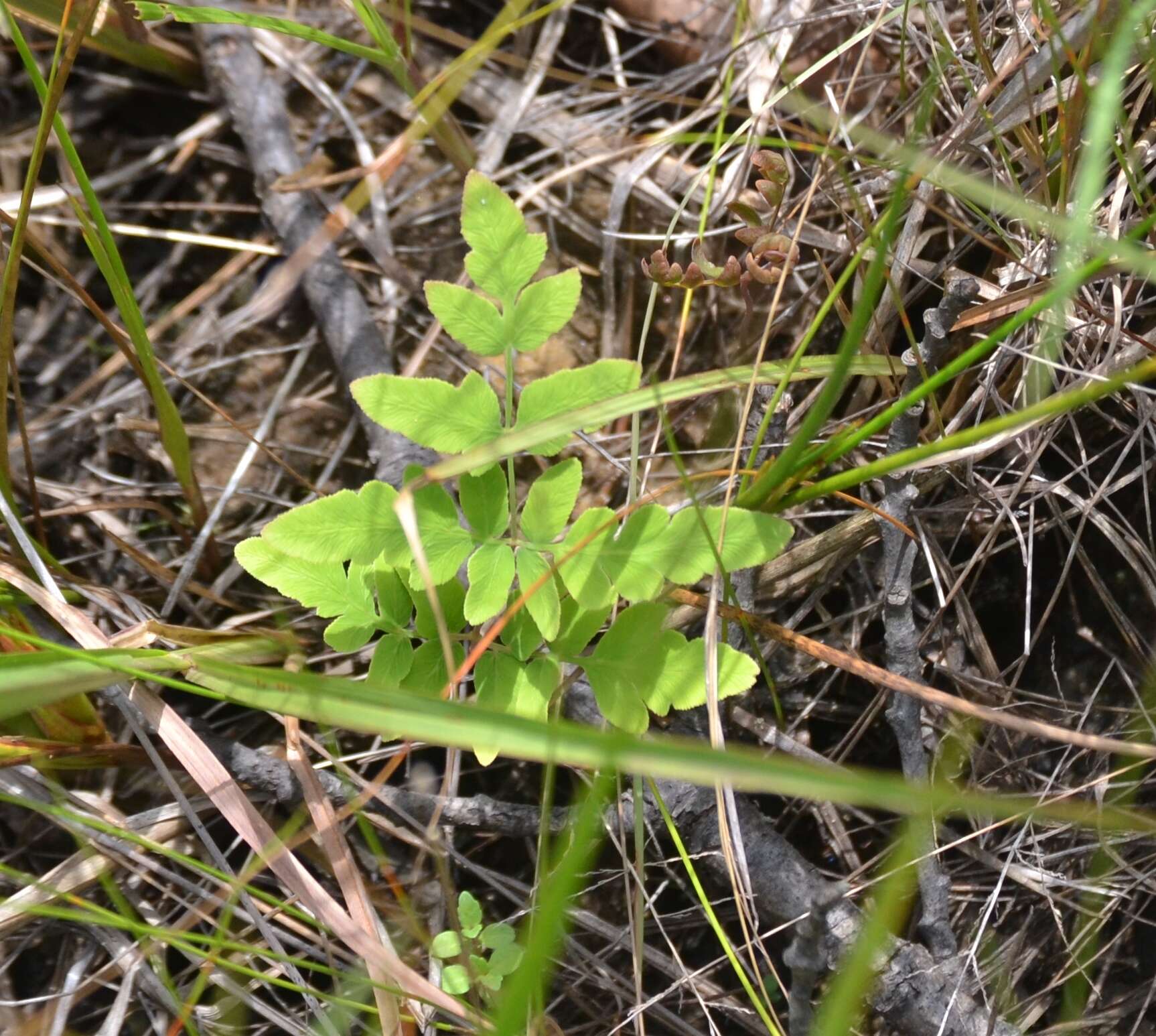 Image of bluntlobe grapefern