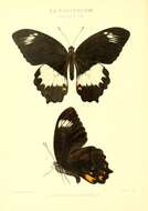 Image of Papilio woodfordi Godman & Salvin 1888