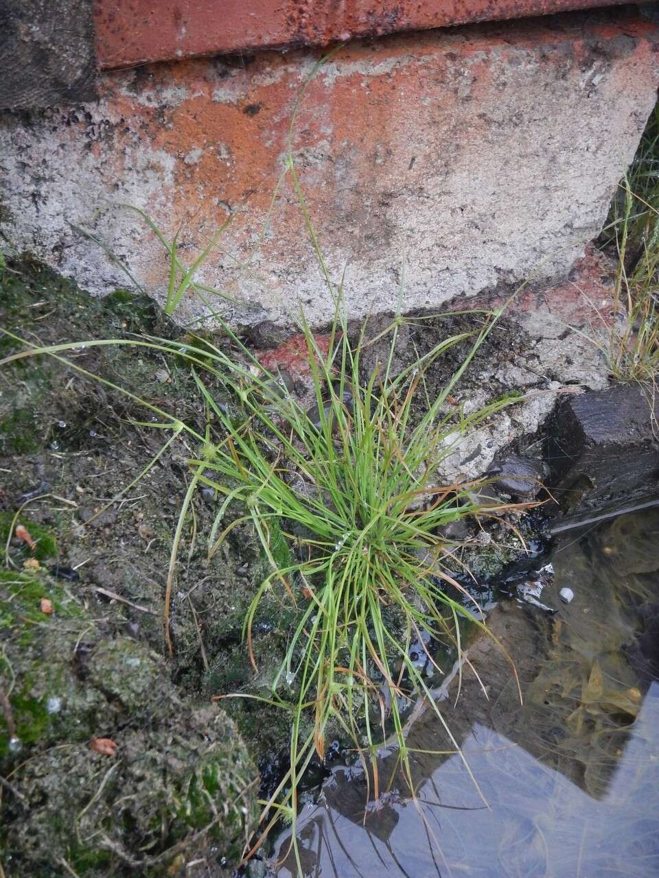 Image of Cyperus kamtschaticus (Meinsh.) Yonek.