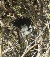 Image of California Gnatcatcher