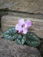 Image of Cyclamen coum Miller