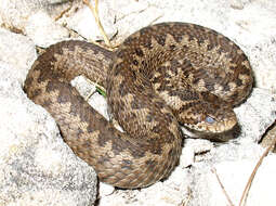 Plancia ëd Vipera ursinii (Bonaparte 1835)