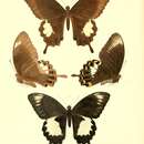 Image de Papilio albinus Wallace 1865