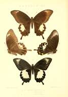 Plancia ëd Papilio albinus Wallace 1865