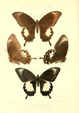 Image of Papilio albinus Wallace 1865