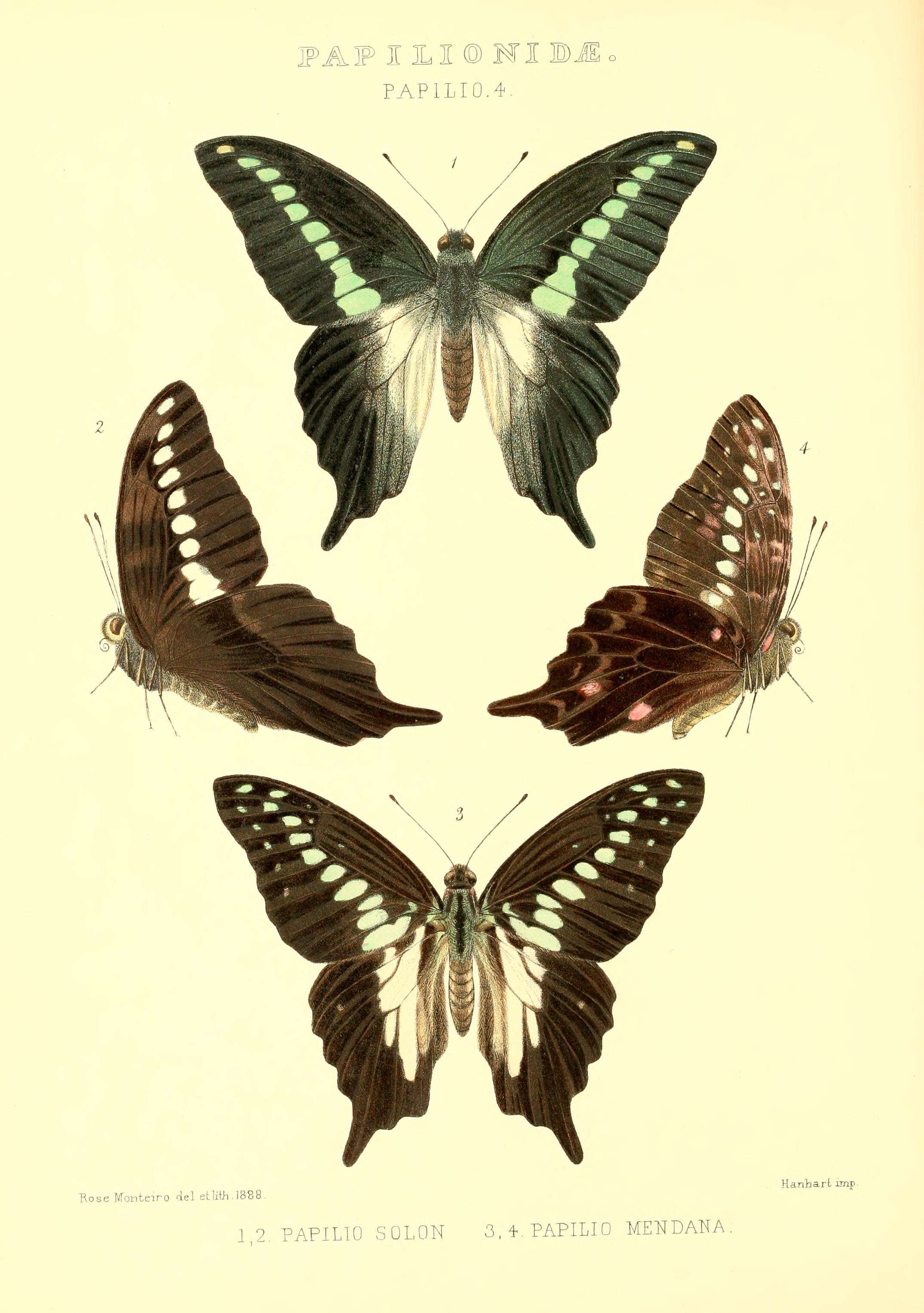 Image of Graphium codrus (Cramer (1777))