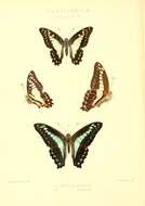 صورة Graphium sarpedon (Linnaeus 1758)