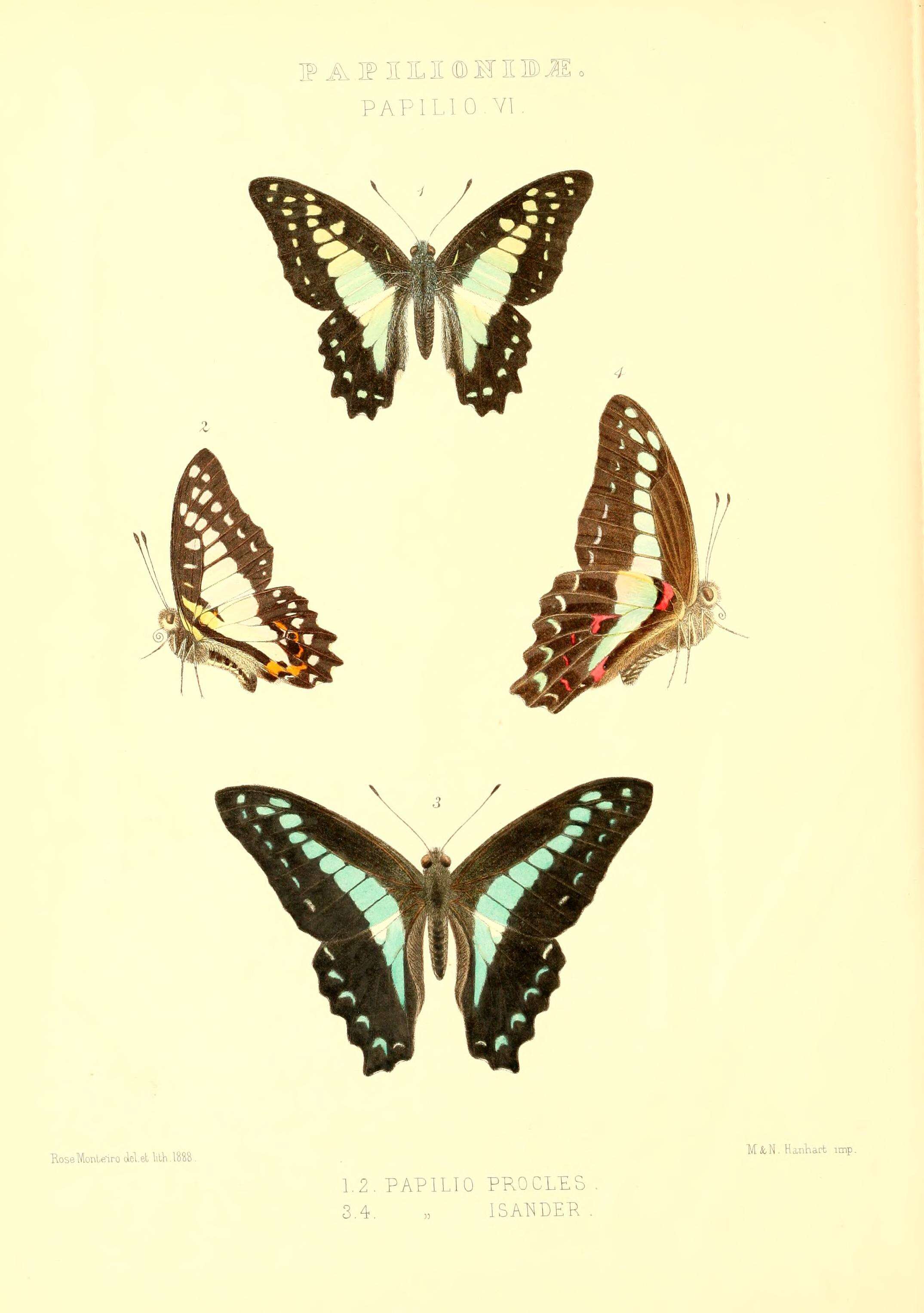 صورة Graphium sarpedon (Linnaeus 1758)