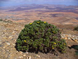 Image of Asteriscus sericeus (L. fil.) DC.