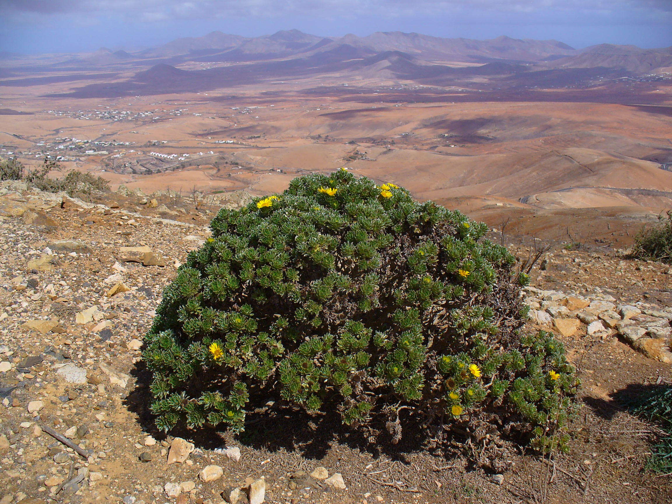 Image of Asteriscus sericeus (L. fil.) DC.